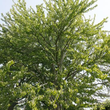 Arbre à caramel - Cercidiphyllum japonicum, en pot de 15L