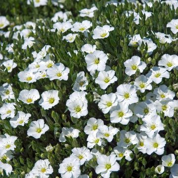 Arenaria montana - Sabline des Montagnes