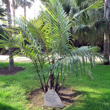 Arenga englerii - Palmier de Formose