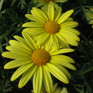 Argyranthemum Jamaïca Primerose