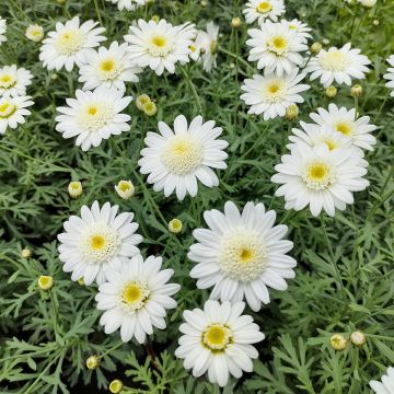 Argyranthemum Qinta White
