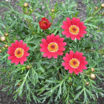 Argyranthemum Starlight