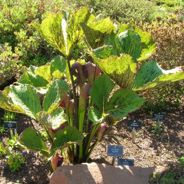 Arisaema elephas