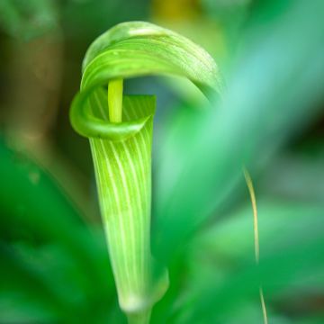 Arisaema erubescens