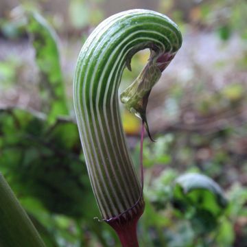 Arisaema galeatum - Plante cobra