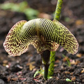 Arisaema griffithii - Plante cobra