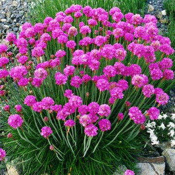 Gazon d'Espagne - Armeria maritima Düsseldorfer Stolz