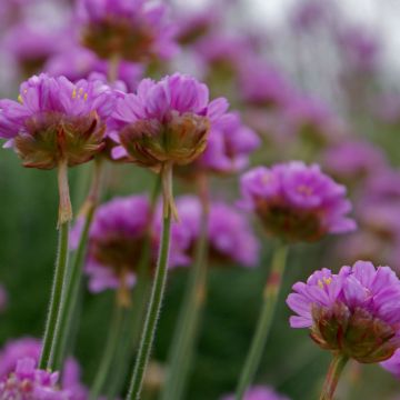 Gazon d'Espagne - Armeria maritima Splendens