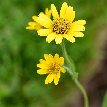 Arnica chamissonis - Arnica américaine