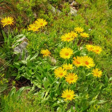 Arnica montana BIO - Plantain des Alpes