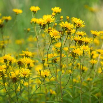 Arnica Bio - Ferme de Sainte Marthe