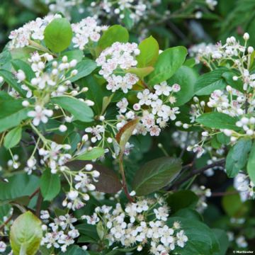 Aronia arbutifolia Brilliant