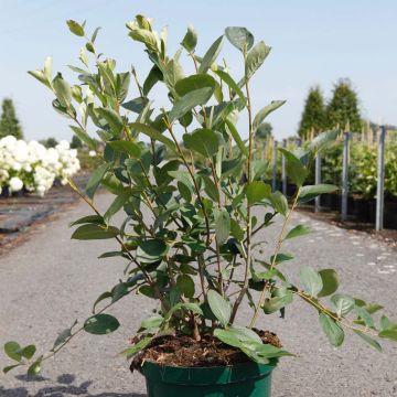 Aronia melanocarpa Autumn Magic