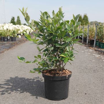 Aronia melanocarpa Hugin - Aronie à fruits noirs 