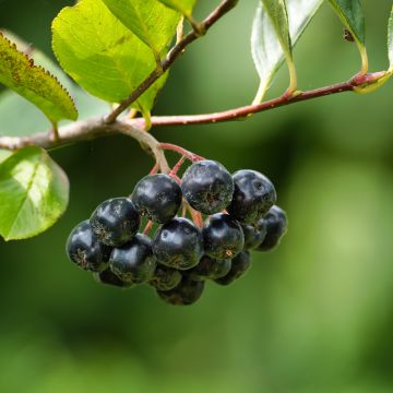 Aronia melanocarpa Professor Ed - Aronie à fruits noirs 