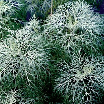 Artemisia alba Canescens - Armoise argentée