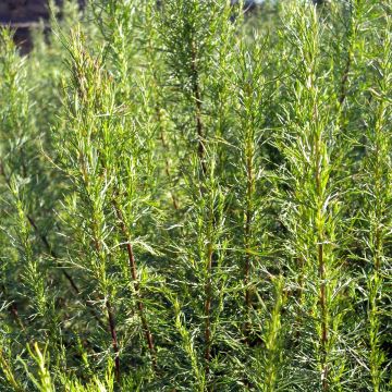 Plante cola - Artemisia abrotanum var.maritima en plant