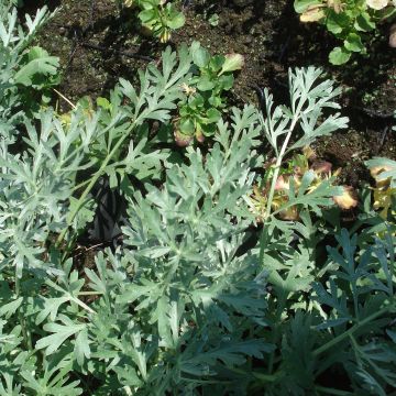 Absinthe - Artemisia absinthium Lambrook Silver