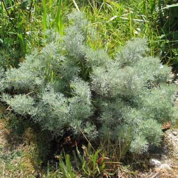 Artemisia alba Canescens - Armoise argentée