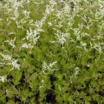 Armoise chinoise Jim Russel - Artemisia lactiflora