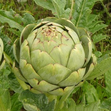 Artichaut Gros Vert de Laon - Cynara scolymus