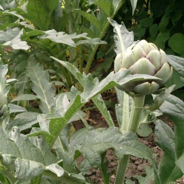 Artichaut Gros vert de Laon - Cynara scolymus 