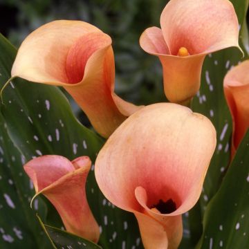 Arum ou Calla rose saumon - Zantedeschia Auckland