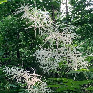 Aruncus Chantilly Lace - Barbe de bouc