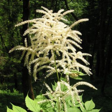 Aruncus diocus var. kamtschaticus, Barbe de Bouc