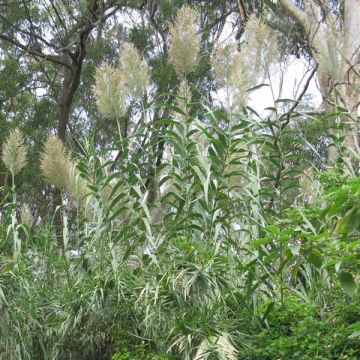 Arundo donax, Canne de Provence