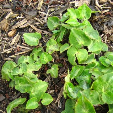 Asaret, Asarum pulchellum