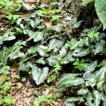 Asarum splendens - Asaret - Gingembre sauvage d'Asie