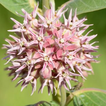 Asclépiade, Asclepias speciosa