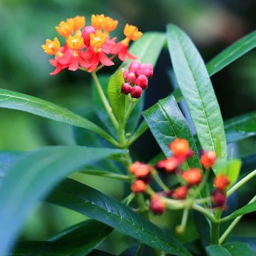 Asclépiade, Asclepias curassavica