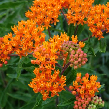 Asclepias tuberosa - Asclépiade tubéreuse