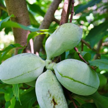 Asmina triloba Susquehanna Peterson Pawpaws