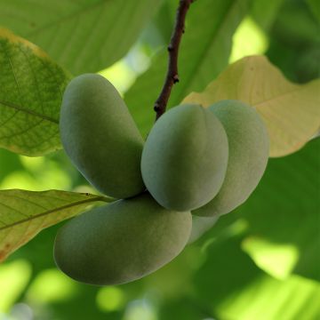 Asimina triloba Shenandoah - Asiminier, Pawpaw