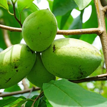 Asimina triloba Wells - Asiminier, Paw-paw