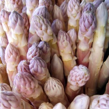 Asperge Argenteuil en graines - Asparagus officinalis