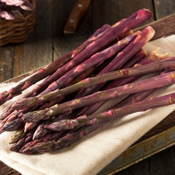 Asperges Jaqma Pourpre - Asparagus officinalis