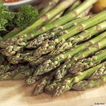 Asperge verte Mary Washington - Asparagus officinalis