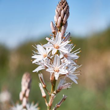 Asphodèle, Asphodelus albus