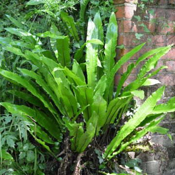 Asplenium scolopendrium Undulatum Group - Fougère scolopendre