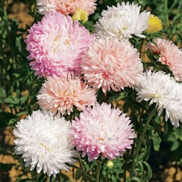 Graines de Reine-marguerite Bridesmaid