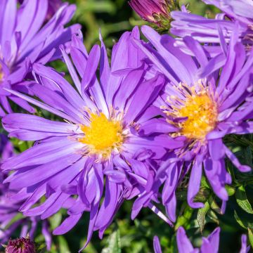 Aster Herfstweelde