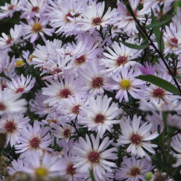 Aster Le Vasterival - Aster d'automne