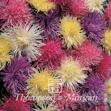 Graines de Reine-marguerite Spider Chrysanthemum
