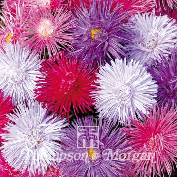 Graines de Reine-marguerite Starlight Mixed