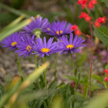 Aster alpinus Blue Beauty - Aster des Alpes bleu clair