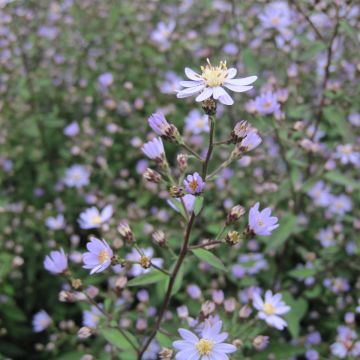 Aster cordifolius Blütenregen - Aster à feuilles en coeur